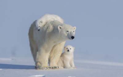 Polar-Bears