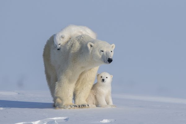 Polar-Bears