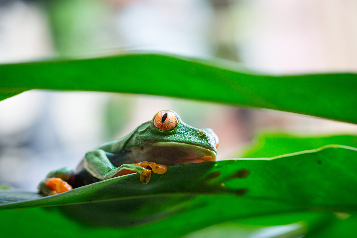 Costa Rica, red eyed tree frog on a leaf in Tortuguero National Park.