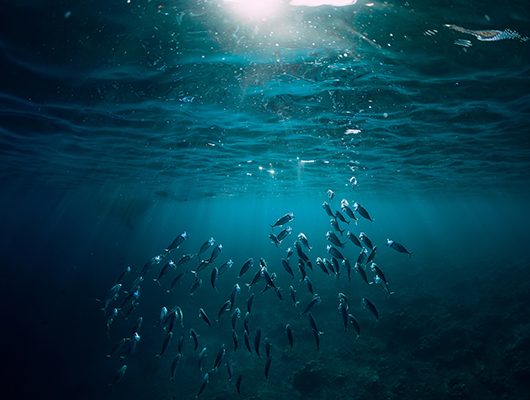 Foto aquática de um cardume de peixes próximo à superfície do mar. 