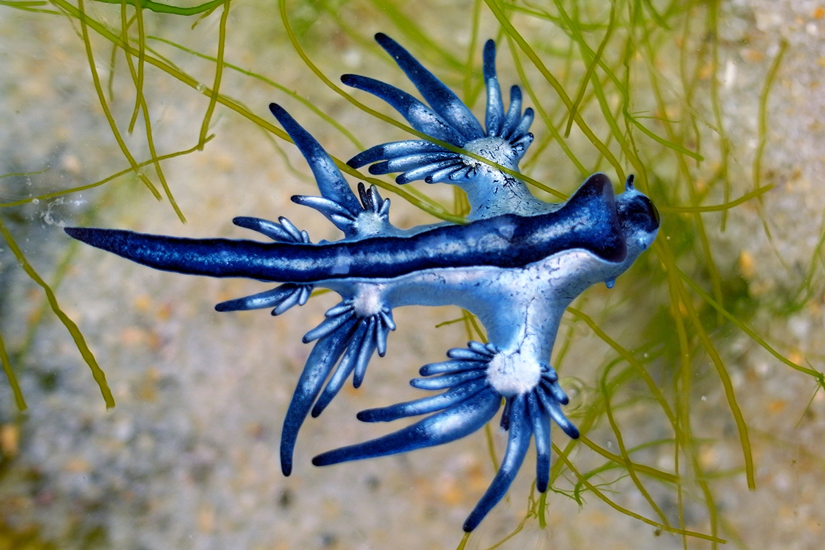 Imagem de um dragão-marinho Glaucus