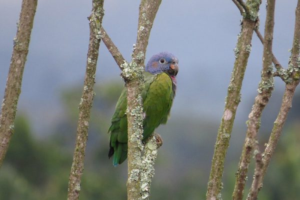 unini-conservacao-colombia