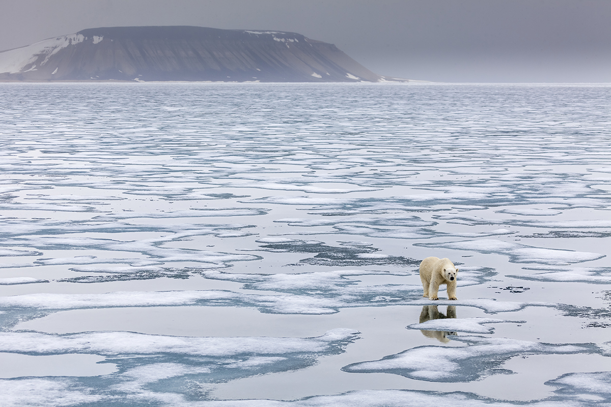 oso polar sobre hielo