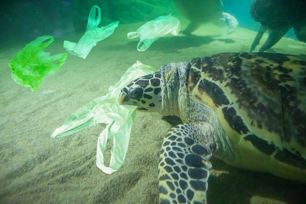 funiber-dia-mundial-medio-ambiente-plastico-600x400-1